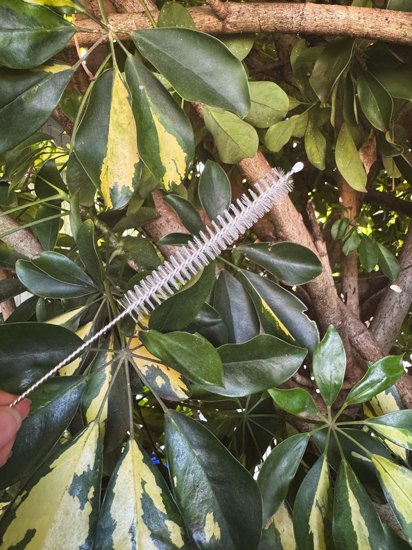 Straw Brush Cleaner for Kuripes & Tepis