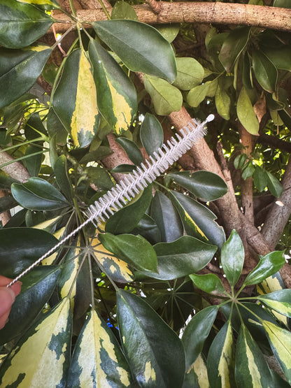 Straw Brush Cleaner for Kuripes & Tepis